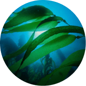 laminaria